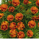 Чорнобривці Super Hero™: Orange Flame, 50 шт, Benary