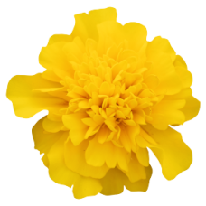 Бархатцы Super Hero™: Deep Yellow