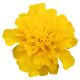 Чорнобривці Super Hero™: Deep Yellow, 250 шт, Benary