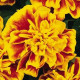 Бархатцы BONANZA F1 BEE
