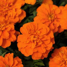Чорнобривці BONANZA F1 DEEP ORANGE, 5000 шт, PanAmerican