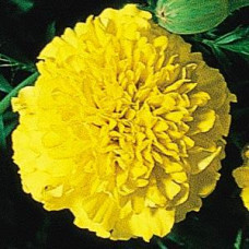 Бархатцы отклоненные BOY YELLOW