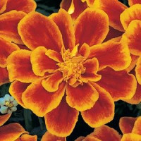 Чорнобривці відхилені DURANGO® FLAME, 250 шт, PanAmerican