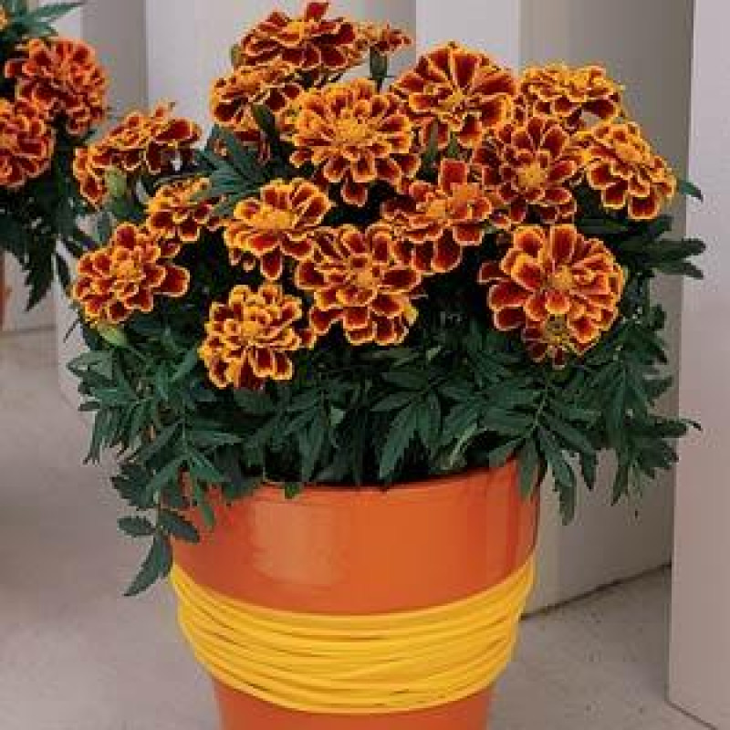 Чорнобривці відхилені DURANGO® FLAME, 250 шт, PanAmerican