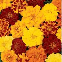 Чорнобривці відхилені DURANGO® Mix, 250 шт, PanAmerican