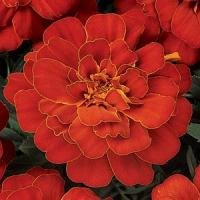 Чорнобривці відхилені DURANGO® Red, 250 шт, PanAmerican