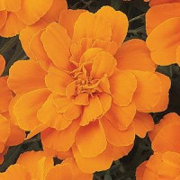 Чорнобривці відхилені DURANGO® TANGERINE, 250 шт, PanAmerican