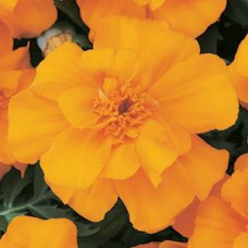 Чорнобривці відхилені DURANGO® ORANGE, 50 шт, PanAmerican