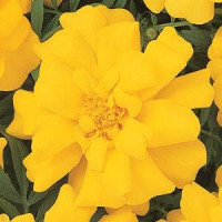 Чорнобривці відхилені DURANGO® YELLOW, 250 шт, PanAmerican