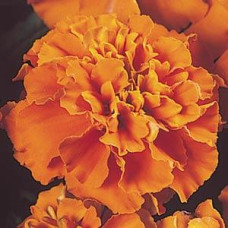 Чорнобриці відхилені JANIE DEEP ORANGE, 10 шт, PanAmerican
