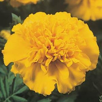  Чорнобривці відхилені JANIE YELLOW BRIGHT, 250 шт, PanAmerican
