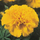Чорнобривці відхилені JANIE YELLOW BRIGHT, 1000 шт, PanAmerican