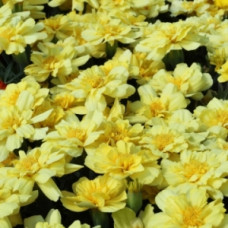 Бархатцы отклон Alumia: Vanilla Cream