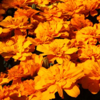  Чорнобривці відхилені Alumia Deep Orange, 50 шт. Floranova