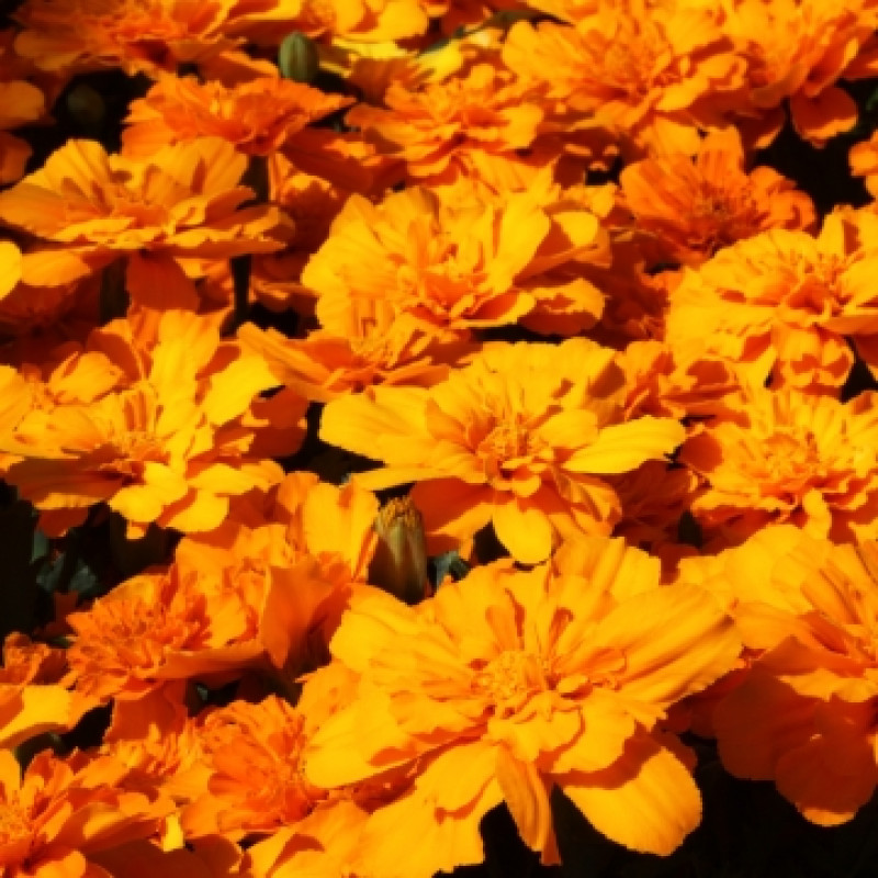 Чорнобривці відкл Alumia Deep Orange, 250 шт. Floranova