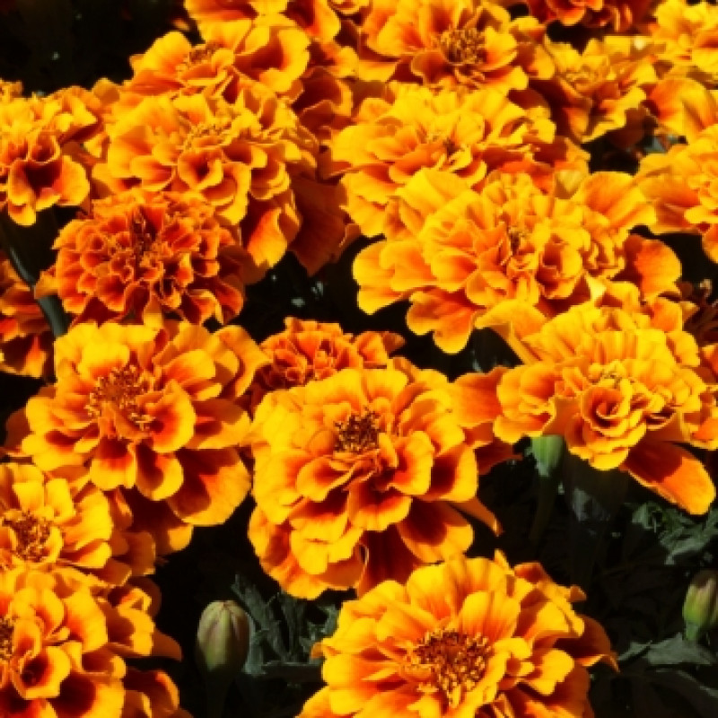 Чорнобривці відхилені Alumia Flame, 50 шт, Floranova