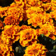 Чорнобривці відхилені Alumia Flame, 50 шт, Floranova