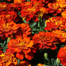 Бархатцы отклон Alumia Red