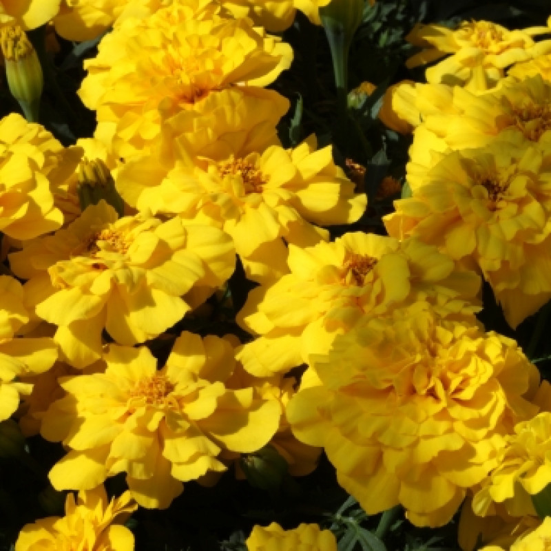 Чорнобриці відхилені Alumia Yellow, 50 шт, Floranova