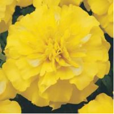 Чорнобривці BONANZA F1 YELLOW, 50 шт, PanAmerican