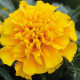 Чорнобривці відкл Chica™  gold, 1000 шт, Hem Genetics