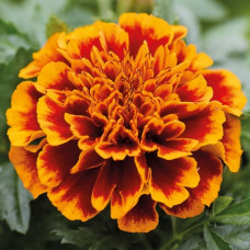 Чорнобривці відкл Chica™  flame, 1000 шт, Hem Genetics