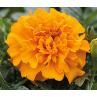 Чорнобривці відкл Chica™ orange, 50 шт, Hem Genetics