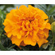 Чорнобривці відкл Chica™ orange, 1000 шт, Hem Genetics