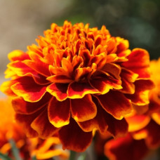 Чорнобривці відкл Cresta Flame, 50 шт, Floranova