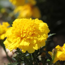 Бархатцы отклон Cresta Yellow