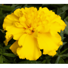 Чорнобривці відхилені Happy Yellow, 50 шт, Floranova