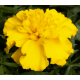 Чорнобривці відхилені Happy Yellow, 250 шт, Floranova