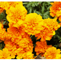 Чорнобривці відхилені Happy Orange, 250 шт, Floranova