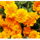 Чорнобривці відхилені Happy Orange, 250 шт, Floranova