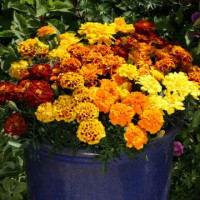  Чорнобривці відхилені Alumia: Mix, 50 шт, Floranova