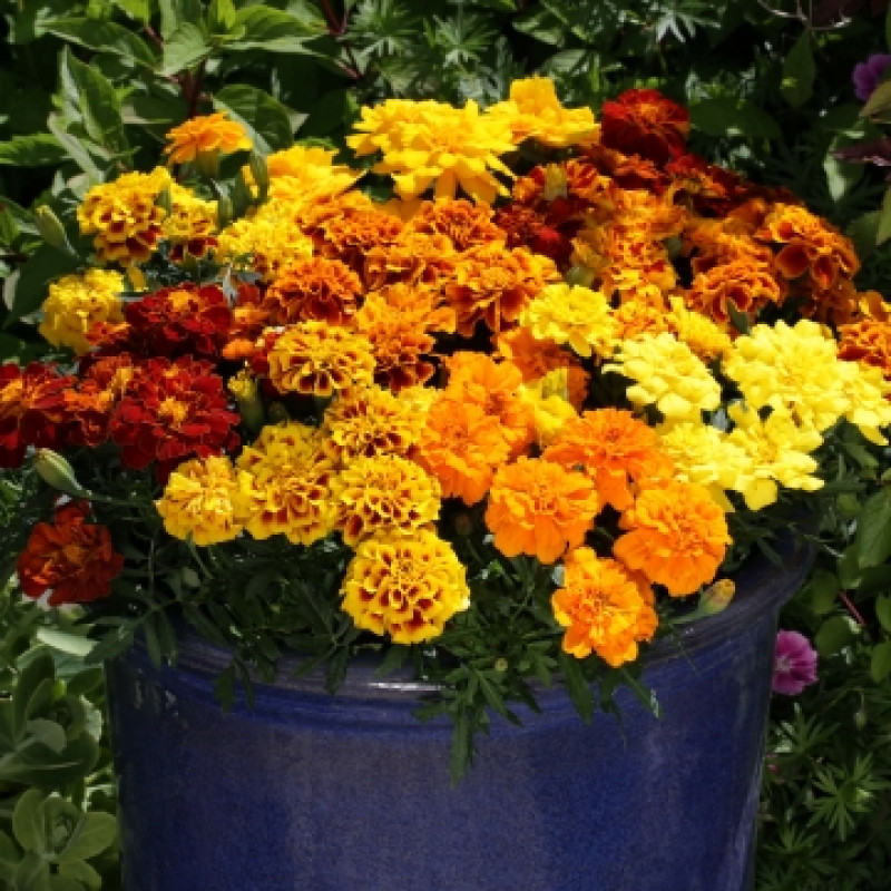Чорнобривці відхилені Alumia: Mix, 250 шт, Floranova