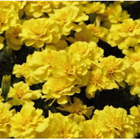 Чорнобривці відхилені Safari: Yellow, 250 шт, Benary