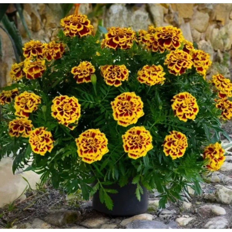 Чорнобривці відхилені Mango Tango, 25 шт, Benary