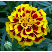 Чорнобривці відхилені Mango Tango, 25 шт, Benary