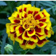 Чорнобривці відхилені Mango Tango, 25 шт, Benary
