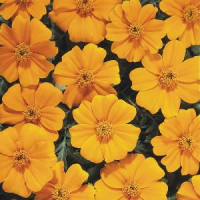 Бархатцы отклоненные Disco: Orange