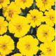 Бархатцы отклоненные Disco: Yellow