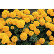 Бархатцы прямостоячие Inca II™ Gold