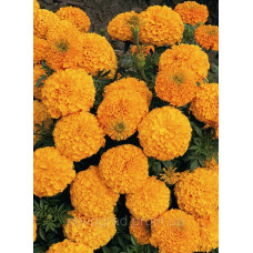 Бархатцы прямост Inca II™ Orange