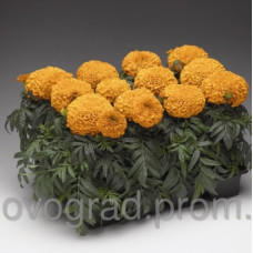 Бархатцы Moonstruck Deep Orange