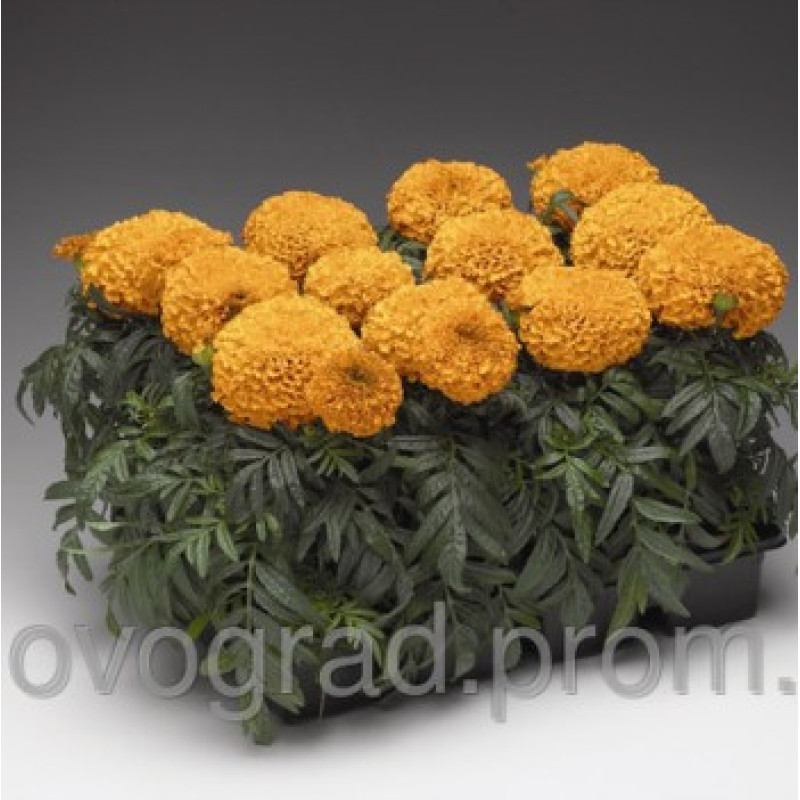 Бархатцы Moonstruck Deep Orange