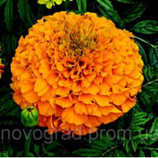 Бархатцы прямост Perfection™ Orange