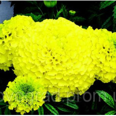 Бархатцы прямост Perfection™ Yellow