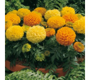 Серія "Antigua" (Syngenta)