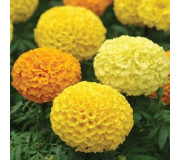 Чорнобривці - Tagetes
